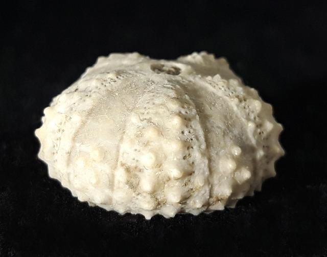 Coelopleurus coronalis (LESKE 1778) - Bild © FossNet FossilienStore